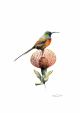 Card ORANGE BREASTED SUNBIRD A6 SkillyArt