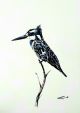 Card PIED KINGFISHER  A6 SkillyArt